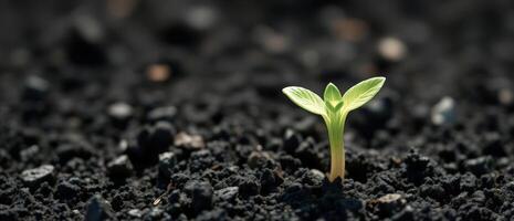 Tiny Sprout Emerging from Dark Soil photo