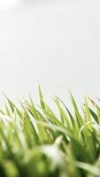 Abstract Close-Up of Lush Green Blades of Grass photo