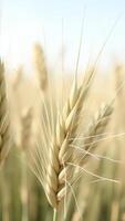 Close-up of a Wheat Ear in a Field photo