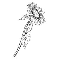 Sunflower flower illustration. Plant drawing in line art style. flower sketch painted by black inks. Graphics hand drawn outline element vector