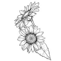 Sunflower illustration. Flower arrangement drawing in line art style. Botanical sketch painted by black inks. Hand Drawn Bouquet Graphics element outline vector