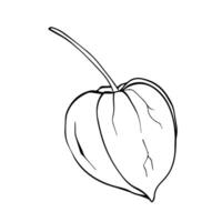 Physalis Graphic illustration. Autumn berries drawing in line art style. Botanical sketch Winter cherry painted by black inks. Chinese Lantern plant on white background EPS Illustration vector