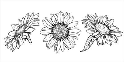 Sketch of Sunflower set. Flower Pen and Ink Drawing. illustration on white background. Botanical Graphic engraving design. EPS10 vector