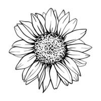 Sunflower flower illustration. Plant drawing in line art style. flower sketch painted by black inks. Graphics hand drawn outline element vector