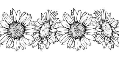 Sunflower seamless border. Hand draw Sketch pen and ink vintage illustration on white background. Botanical graphic engraving design vector