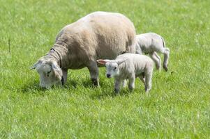 Mother Sheep With Two Lambs At Abcoude The Netherlands 5-5-2024 photo