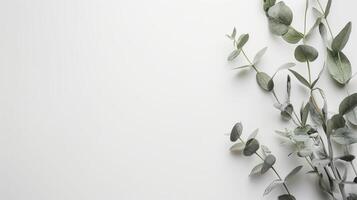 Eucalyptus branches are lying on a white background, leaving space for text or design photo
