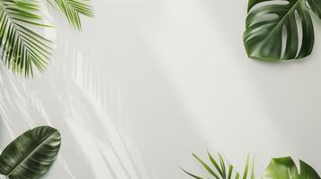 Lush monstera leaves casting shadows on white background, ideal for summer projects. Exotic tropical foliage enhances cards, posts, and banners photo
