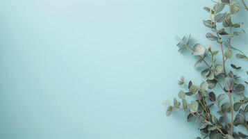 Eucalyptus branches positioned on the right side of a soft pastel blue backdrop, forming a natural border with space for text photo