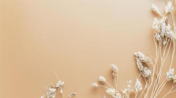 Minimal floral composition with dry oat branches on beige background with copy space photo