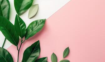 Green leaves creating a diagonal line on a pink and white background with copy space photo