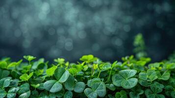 Bed of fresh clover leaves is creating a beautiful natural background with a blurred backdrop photo