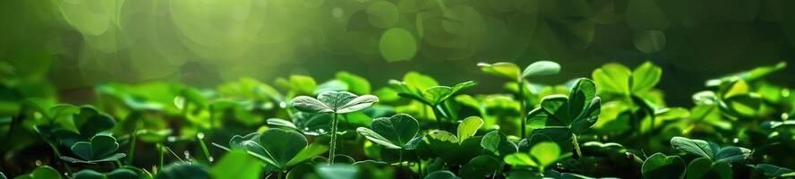 Vibrant green clover leaves soaking up the sun, representing renewal and optimism in the spring season photo