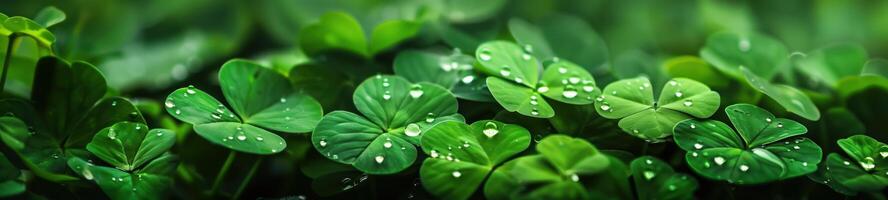 Fresh green clover leaves with water drops glistening in the sun, symbolizing hope and good luck. Perfect for st. Patrick's day or spring designs photo