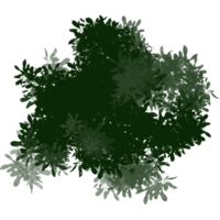 Top View of a Green Bush png
