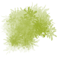 Abstract Green Foliage Texture png