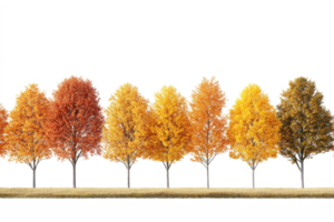 Row of colorful autumn trees. Fall season png