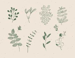 Set of graphic leaves and branches in floral style drawing in green color on beige background vector