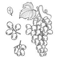 Set of design elements with grapes, grapes and leaves. black and white hand drawn sketch illustration of grape collection isolated on white background. vector