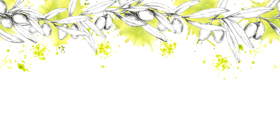 A horizontally oriented pencil drawing clipart of an olive branch with soft touches of yellow watercolor. Seamless border Ideal for adding a natural element to product packaging, website headers png