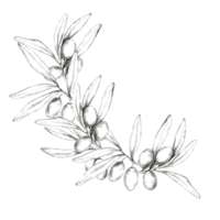 Olive branch pencil drawing clipart featuring a single, detailed branch with olives and leaves. Ideal for use in branding, logos, product labels, or any design that requires a touch of organic motifs png