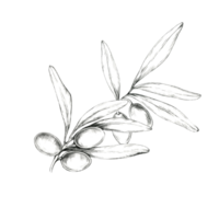 A delicate pencil drawing clipart of a small olive branch with five olives and several leaves. Ideal for use in stationery design, natural product labels, or element in various print designs png