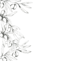 Pencil drawing clipart of an olive branch extending across the image, with detailed olives and leaves. Hand drawn monochrome clipart Suitable for use in product labels, menus, or decorative borders png