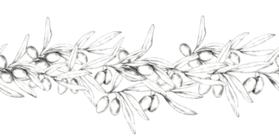 A finely detailed olive branch pencil drawing clipart designed in a horizontal layout. Seamless border illustration for use in header designs, product labels, or any merchandise with natural touch png