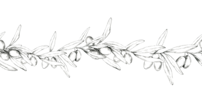Olive branch with multiple olives and leaves. Horizontally oriented seamless border. Pencil drawing clipart. Ideal for use in website banners, product packaging, or as a repeatable pattern in textile png