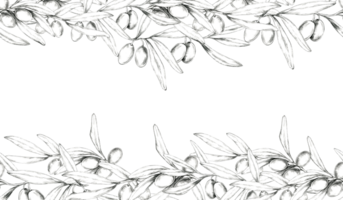 Horizontal pencil drawing clipart of olive branches with intricate detailing. Seamless border ideal for use in banner designs, packaging, and as a repeating motif in fabric or wallpaper design. png