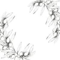 Pencil drawing clipart of an olive branch arranged in a semi-circular design. Illustration for use in wedding invitations, greeting cards, and any project that needs a Mediterranean-inspired element png