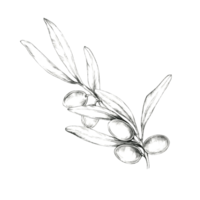 Simple, clean pencil drawing clipart of a single olive branch with leaves and fruit. Great for minimalist design projects, logo creation, and product packaging where a touch of nature is desired png