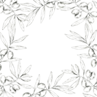 Square wreath made up of olive branches, complete with olives and leaves. Pencil drawing frame clipart for use in packaging design for Mediterranean food, oils, skincare products, and artisanal soaps png