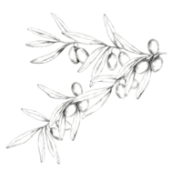 Olive branch pencil drawing clipart with detailed shading, capturing the natural texture of the leaves and olives. Perfect for use in culinary-themed designs, product labels, or stationery png