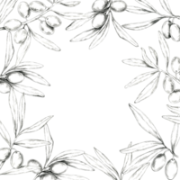 Multiple olive branches forming a square frame, with olives and leaves along the border. Pencil drawing clipart for designs on oil bottles, natural soap wrappers, and Mediterranean-themed cosmetics png