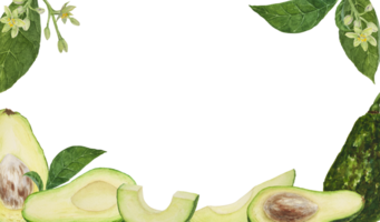 Frame of avocado watercolor hand drawn realistic illustrations. Green and fresh arts of salad, sauce, guacamole, smoothie ingredient. For textile, menu, cards, paper, package design png