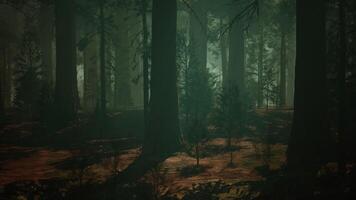 Majestic Sequoia Forest With Towering Trees. dark forest video