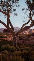 Lone Tree in Nevada Desert With Mountain Backdrop video
