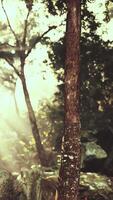 Sunlight Filtering Through Tree Canopy in Forest video