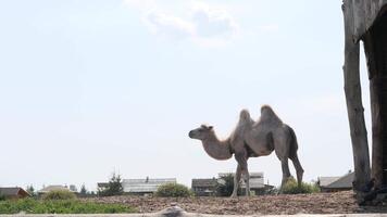 Bactrian camel gracefully walking through a sunlit zoo enclosure video