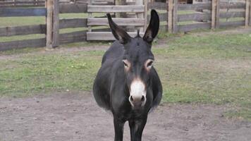 Curious donkey gazing at the camera in a tranquil farm setting video