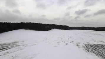 Aerial view a snow-covered agricultural field on winter gray cloudy day. Aerial video