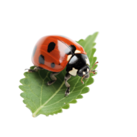 joaninha em repouso em folha com transparente fundo png