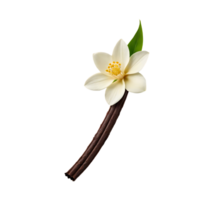 A vanilla stick with the flower on it isolated on the alpha layer on transparent background png