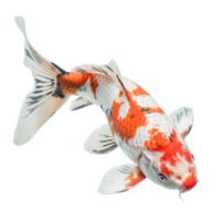 Graceful koi fish glides through the pond in tranquil harmony, framed delicately by the transparent background. The serenity of the scene captures the essence of calmness and peaceful reflection. png