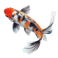 Graceful Koi Gliding in Tranquil Waters on Clear Background. Capturing the Elegance and Calm of Nature. png