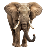 Magnificent Elephant with Grand Tusks on Transparent Background.This stunning image captures the regal presence of an elephant with its impressive tusks standing out against a clear backdrop. png