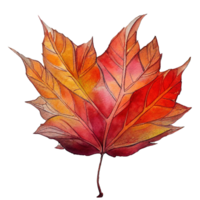 Vibrant Red Autumn Leaf Watercolor .Striking translucent image of a red autumn leaf, rendered beautifully in watercolor on a transparent background. png