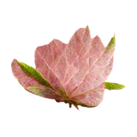 Delicate Pink Tree Leaf on Clear Backdrop A close-up of a single pink tree leaf revealing intricate vein patterns against a transparent background. png