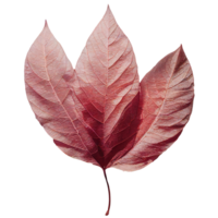 Ethereal Charm of a Pink Leaf on a Clear Canvas. Delicate pink tree leaf set against a pristine, translucent background, embodying nature s subtle elegance. png